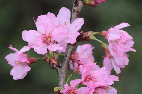 櫻花樹 種植|36種台灣常見的櫻花品種及栽培管理要訣 (日本樹木醫。